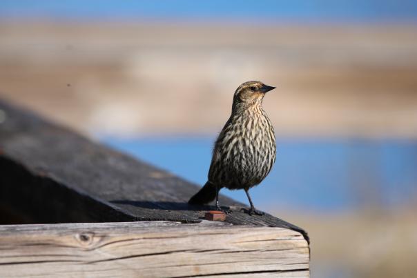 Close up of a bird on a wood railing