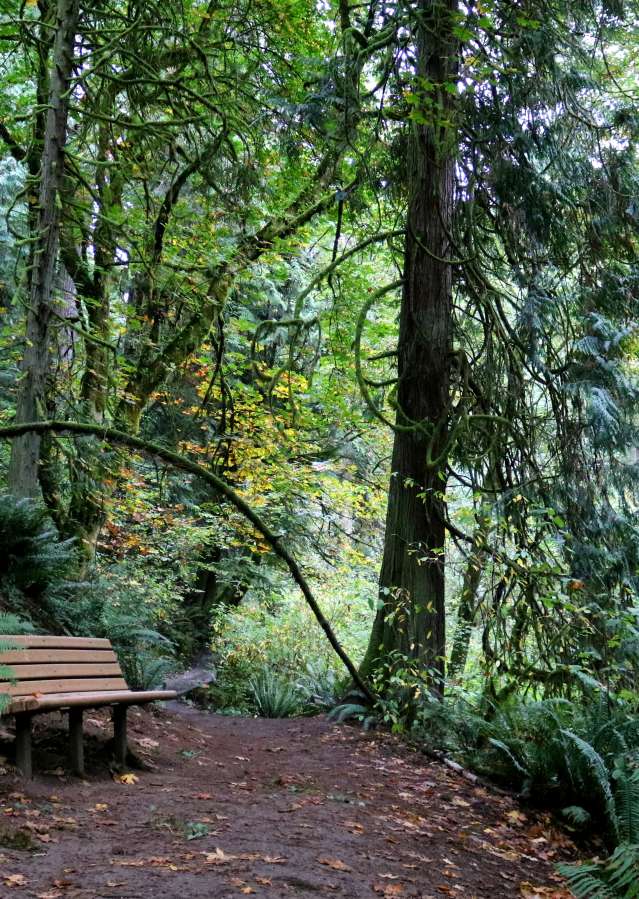 A wooded trail with a bench at OO Denny Park in Kirkland, WA.