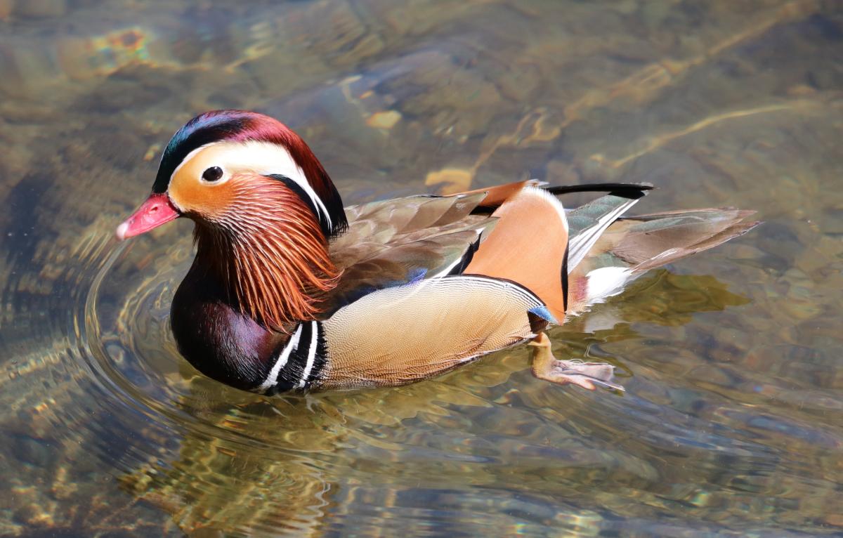 Mandarin duck swimming