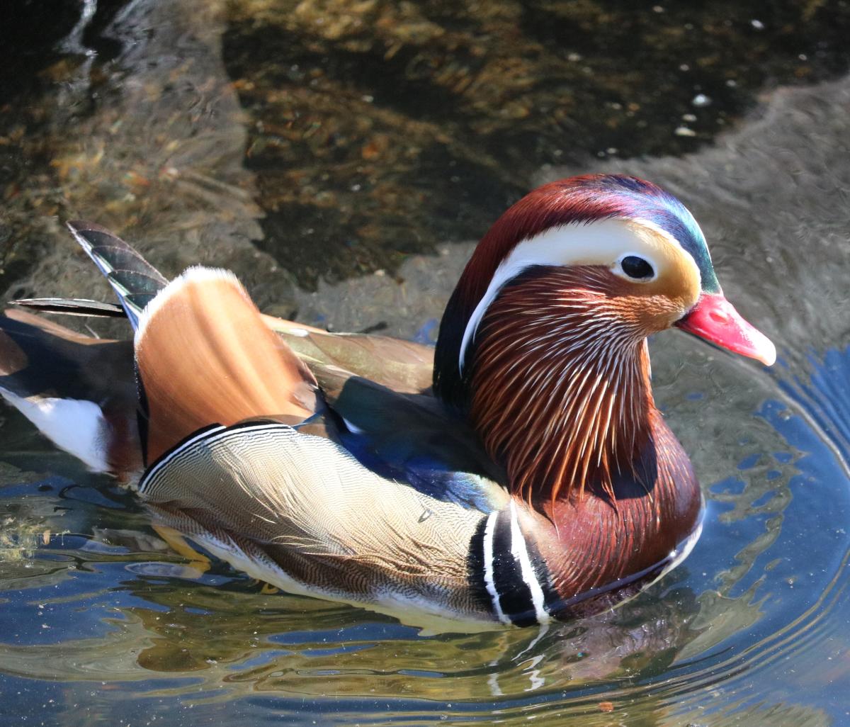 Mandarin duck in the sun