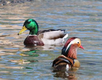 Mallard duck and Mandarin duck together