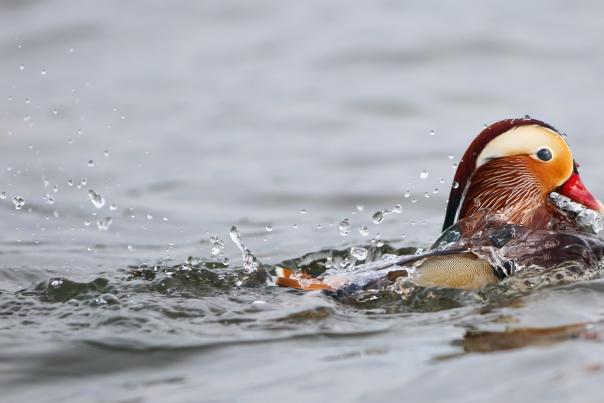 A Mandarin duck swimming in Lake Washington